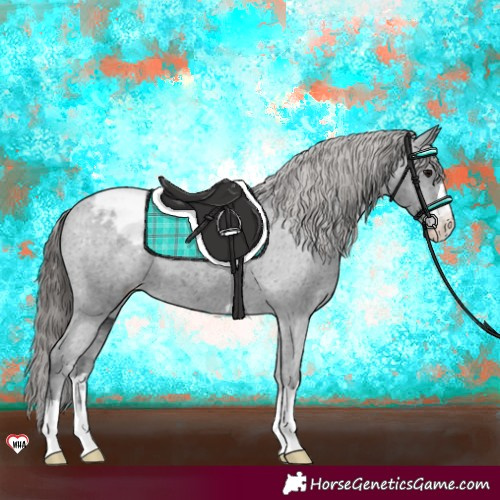Horse Color:Black Appaloosa 