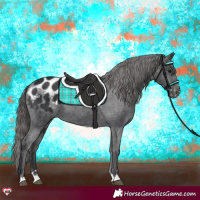 Horse Color:Black Appaloosa