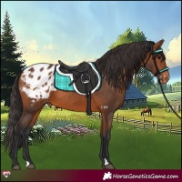 Horse Color:Bay Appaloosa 