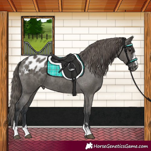 Horse Color:Grullo Appaloosa 