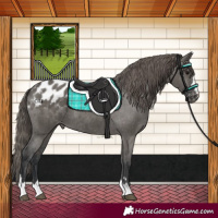 Horse Color:Grullo Blanket 