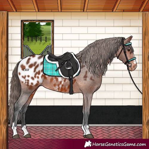 Horse Color:Bay Appaloosa