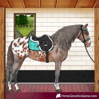 Horse Color:Bay Appaloosa 