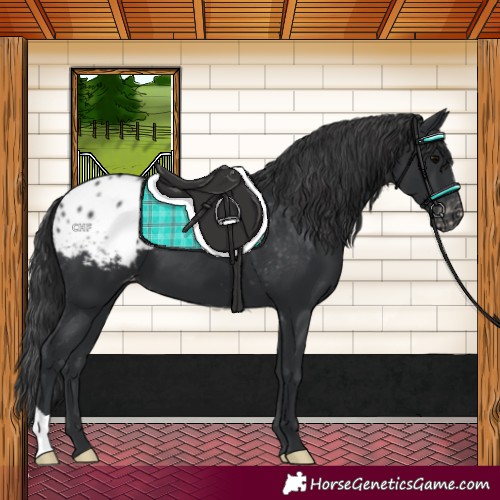 Horse Color:Black Blanket