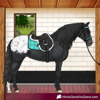 Horse Color:Black Blanket 
