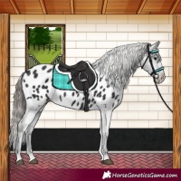 Horse Color:Black Near Leopard 