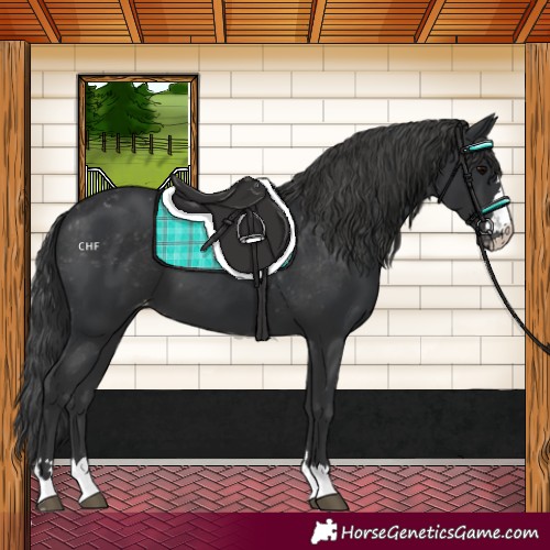 Horse Color:Black Appaloosa 