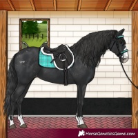 Horse Color:Black Appaloosa 