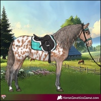 Horse Color:Bay Appaloosa 