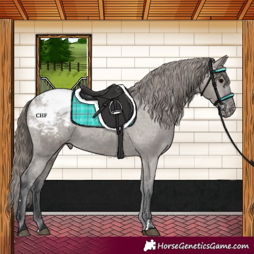 Horse Color:Grullo Varnish