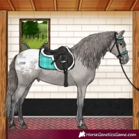 Horse Color:Grullo Varnish 