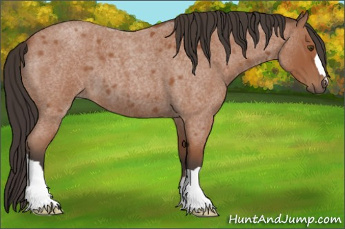 Horse Color:Bay Roan 