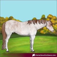 Horse Color:White Spotted Red Roan 