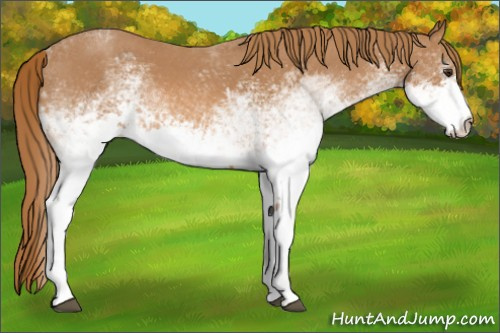 Horse Color:White Spotted Red Roan
