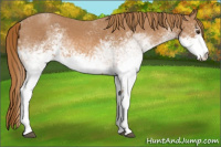 Horse Color:White Spotted Red Roan 