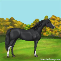 Horse Color:White Spotted Black 