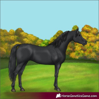 Horse Color:White Spotted Black 