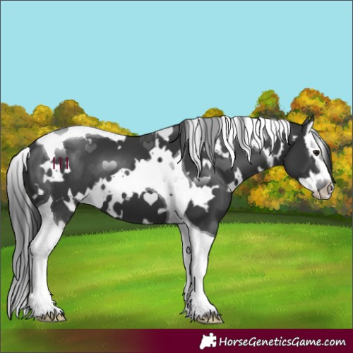 Horse Color:White Spotted Black Splash Tobiano