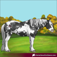Horse Color:White Spotted Black Splash Tobiano 