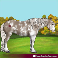 Horse Color:White Spotted Silver Grullo 