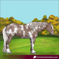 Horse Color:White Spotted Chocolate Silver Black 