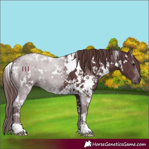 Horse Color:White Spotted Chocolate Black 