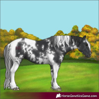 Horse Color:White Spotted Black Tobiano 