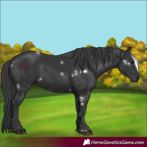 Horse Color:White Spotted Black 