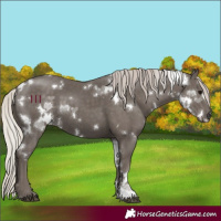 Horse Color:White Spotted Silver Black 