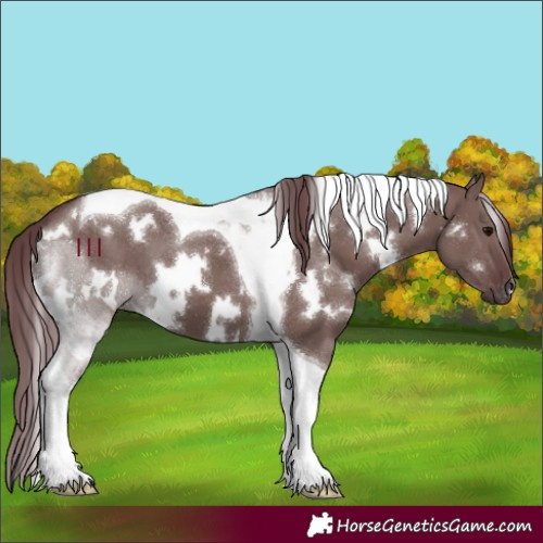 Horse Color:White Spotted Chocolate Grullo Tobiano 