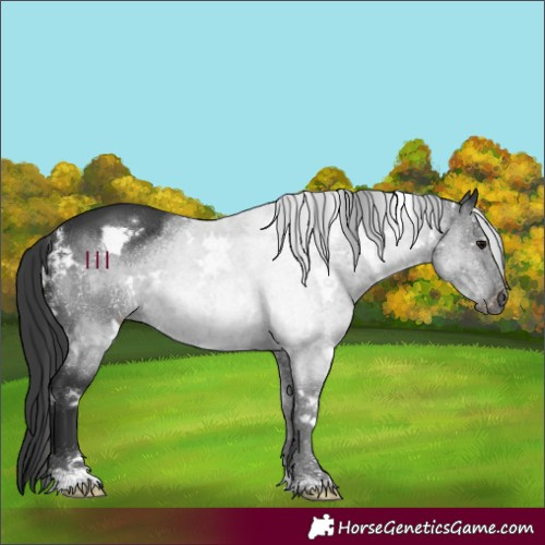 Horse Color:White Spotted Black