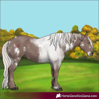 Horse Color:White Spotted Chocolate Silver Black 