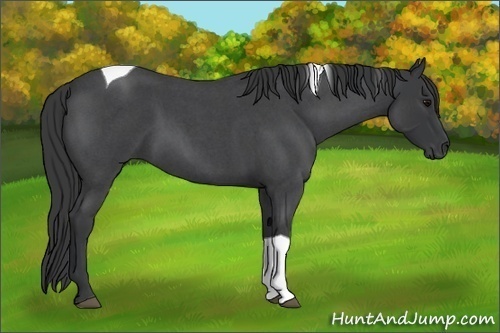 Horse Color:Blue Roan Tobiano 