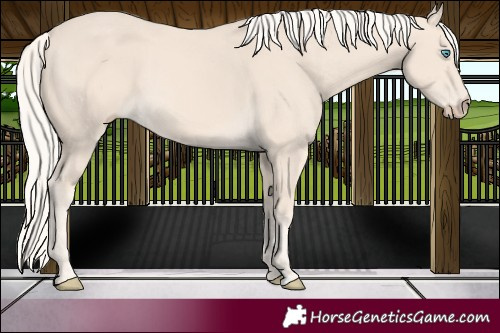Horse Color:Cremello 