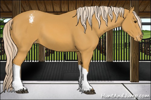 Horse Color:Palomino Appaloosa