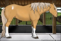 Horse Color:Palomino Appaloosa 