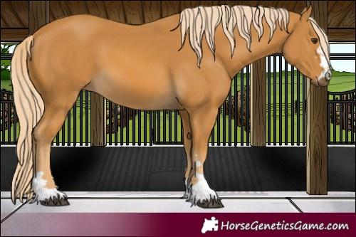 Horse Color:Palomino