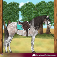 Horse Color:Brown Roan Sabino Splash Appaloosa  and Bay Roan Sabino Splash Appaloosa 