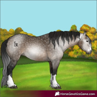 Horse Color:Gray Brown Dun 