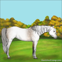 Horse Color:Gray Buckskin 
