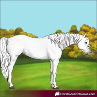 Horse Color:Gray Black 