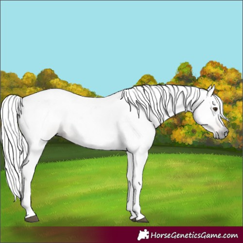 Horse Color:Gray Chestnut 