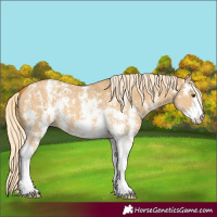 Horse Color:Palomino Dun Sabino 