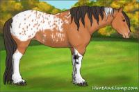 Horse Color:Bay Tobiano Appaloosa