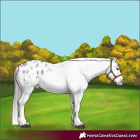 Horse Color:White Spotted Blue Roan Splash Frame Appaloosa 
