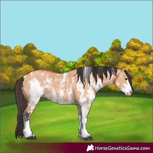 Horse Color:Bay Dun Sabino 