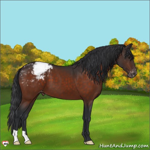 Horse Color:Brown Appaloosa 