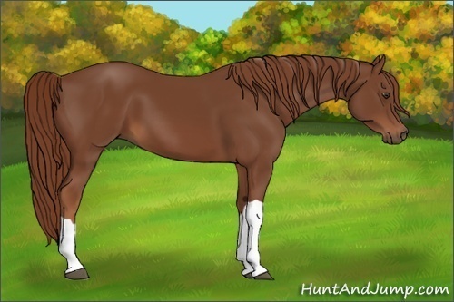 Horse Color:Chestnut 