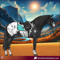 Horse Color:Black Appaloosa