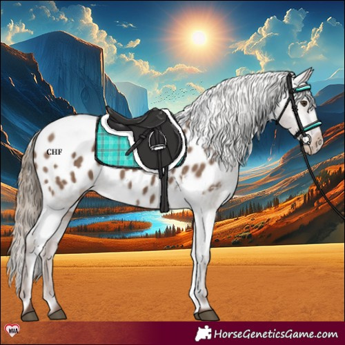 Horse Color:Liver Red Dun Appaloosa 